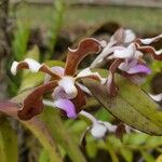 Vanda bicolor 花