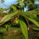 Muntingia calabura Fruit