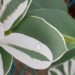 Euphorbia marginata Leaf