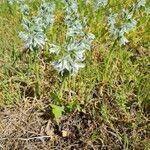 Ornithogalum boucheanum Λουλούδι