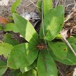 Brackenridgea arenaria Leaf