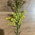 Solidago chilensisЛіст