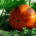 Cucurbita maxima Fruit