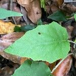 Pericallis appendiculata Leaf