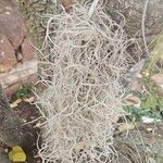 Tillandsia usneoides List