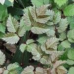 Astilbe japonica Hostoa