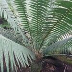 Dioon spinulosum List