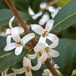 Osmanthus × burkwoodii Fiore