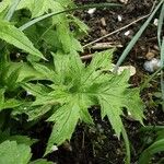 Echinops bannaticus ഇല