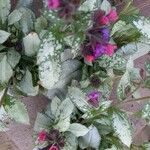 Pulmonaria saccharata Leht