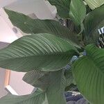 Spathiphyllum wallisii Leaf