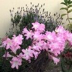 Amaryllis belladonna Цвят