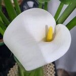 Zantedeschia aethiopica Blüte