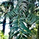 Cephalotaxus harringtonii Yaprak