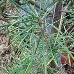 Sciadopitys verticillata Folha