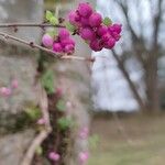 Symphoricarpos orbiculatus Frucht