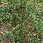 Lippia micromera Хабит