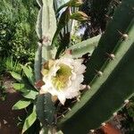 Cereus jamacaruফুল