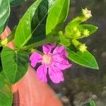 Cuphea hyssopifolia 花