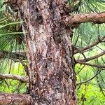 Pinus resinosa Rhisgl
