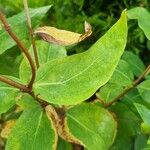 Hypericum hircinum Foglia