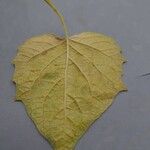 Physalis pubescens Blatt