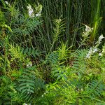 Galega officinalis Fruto