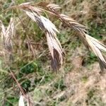 Bromus catharticus Fruit