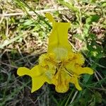 Cypella herbertii Flor
