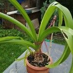 Amaryllis belladonna Leaf