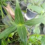 Spigelia anthelmia 葉