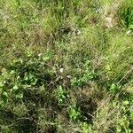 Scabiosa cinerea 整株植物