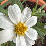 Melampodium leucanthum Λουλούδι