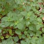 Heterotis rotundifolia Лист