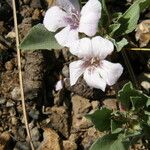 Dyschoriste schiedeana ᱵᱟᱦᱟ