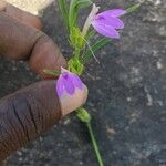 Justicia ladanoides Blatt