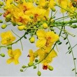 Parkinsonia praecox Цветок