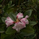 Rhododendron eurysiphon Flor