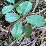 Cissus hypoglauca Leaf