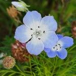 Nemophila menziesii ফুল