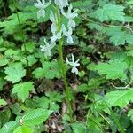 Orchis provincialis Flor