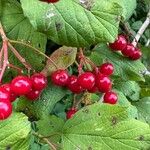 Viburnum trilobum फल