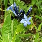 Amsonia tabernaemontana Λουλούδι