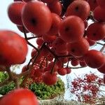 Idesia polycarpa Fruit