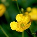 Ranunculus lanuginosus 花