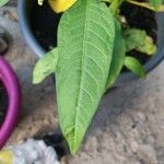 Crotalaria juncea Blatt