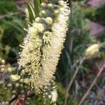 Callistemon pityoides Cvet