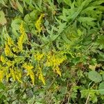 Solidago juncea Květ