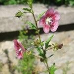 Anisodontea capensisফুল