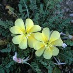 Oenothera primiveris Cvet